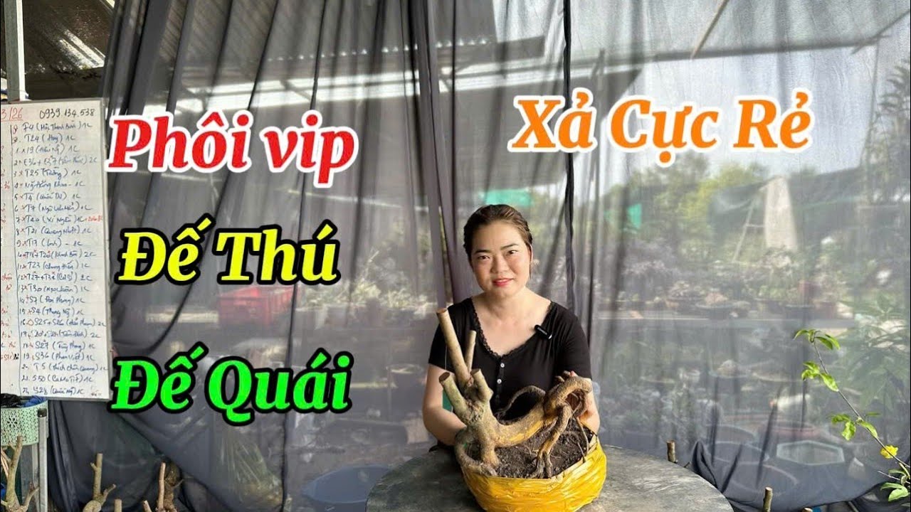 Xả Rẻ-Phôi Mai Vàng-Đế Thú-Đế Quái-5/3/26- Thùy Trang Phôi Mai vàng.