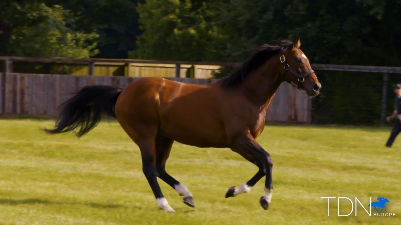 The Mighty Frankel: Off to a Stellar Start at Stud