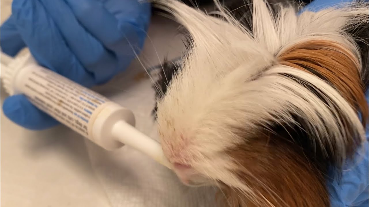 Hasta ￼Guinea Pig￼ Bakımı.