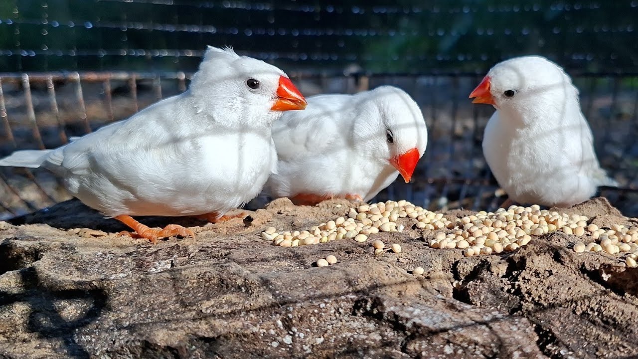 White zebra finches are singing sweetly while happily and joyfully eating their food. Zebra finch 