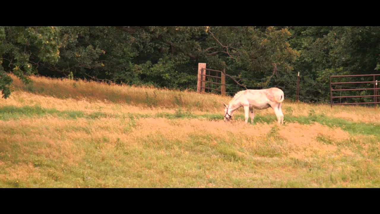 Nikon D7000 Video Test