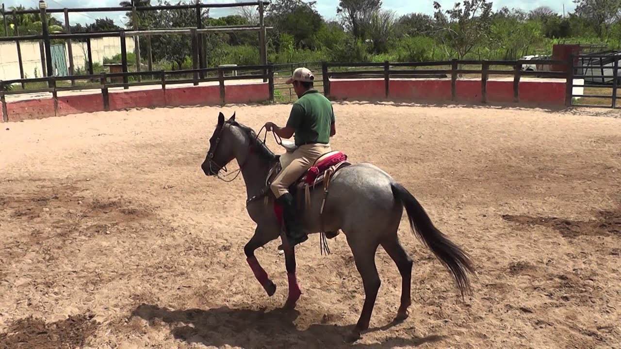 Equino: Diferencias de la doble rienda y rienda charra para caballos