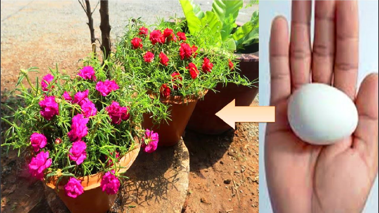 Grow moss rose​​​​​in 10 days using fertilized eggs | plant moss rose at home