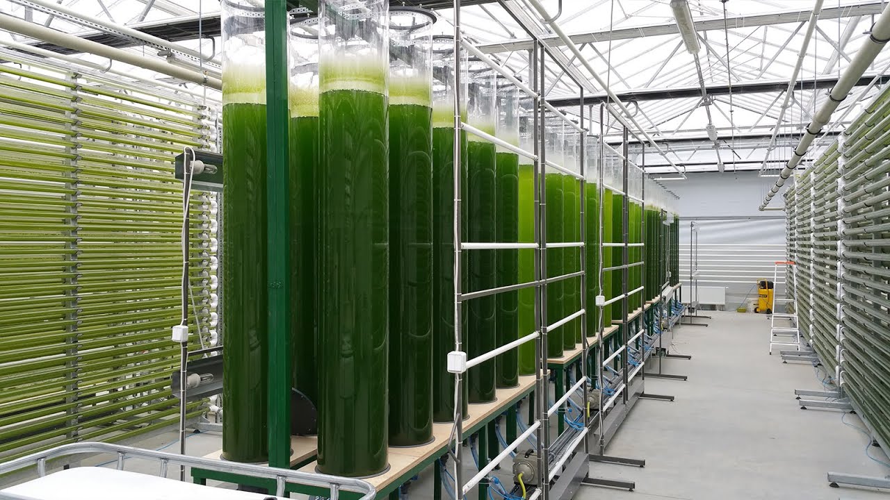 Produkcja bioreaktor&oacute;w do pozyskiwania energii z alg