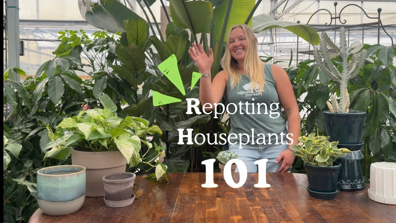 Repotting Your Houseplants 101!