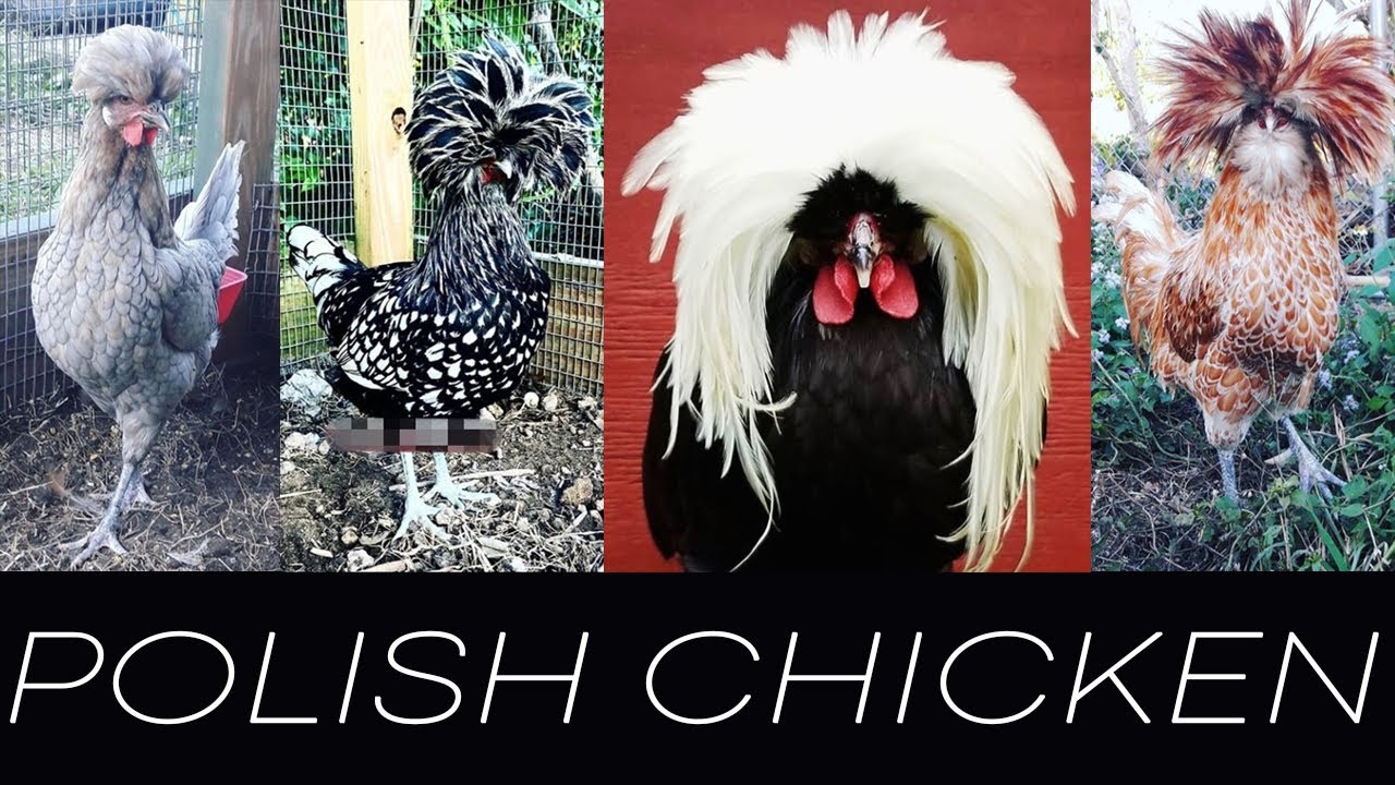 Polish Chicken And Chicks