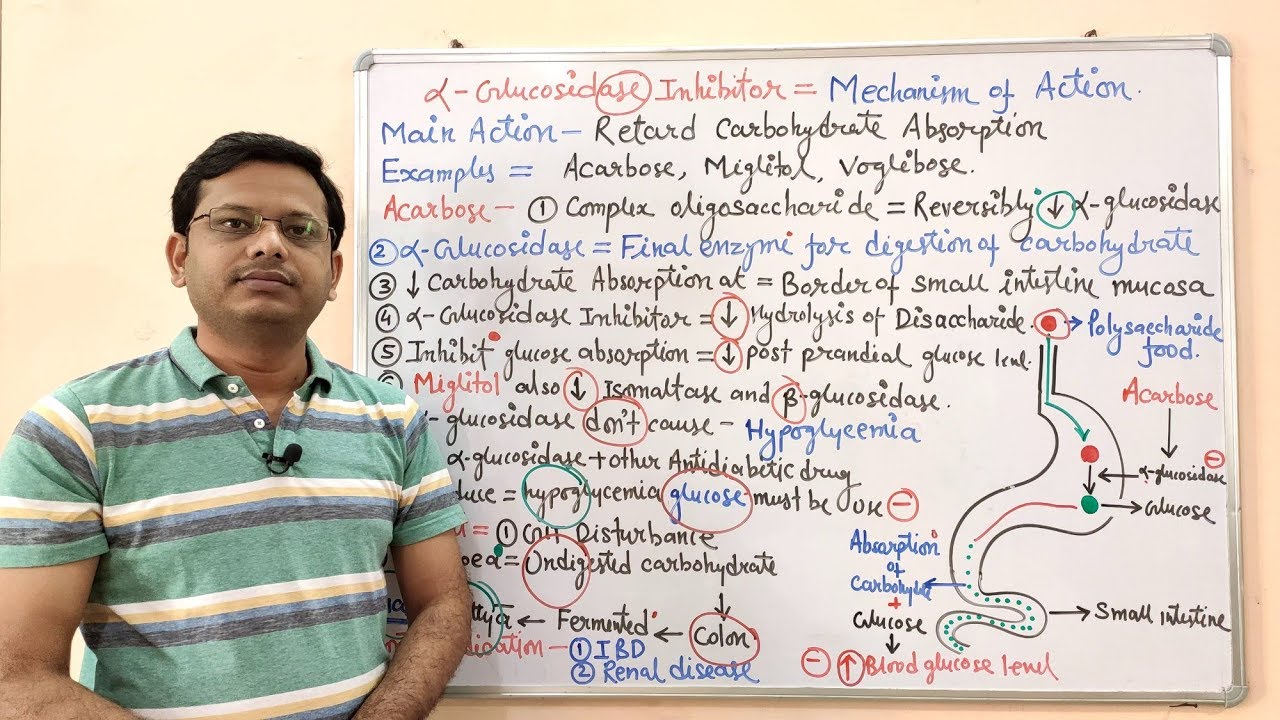 Diabetes Mellitus (Part-13) Mechanism of Action of Alfa Glucosidase Inhibitor | Anti Diabetic Drug