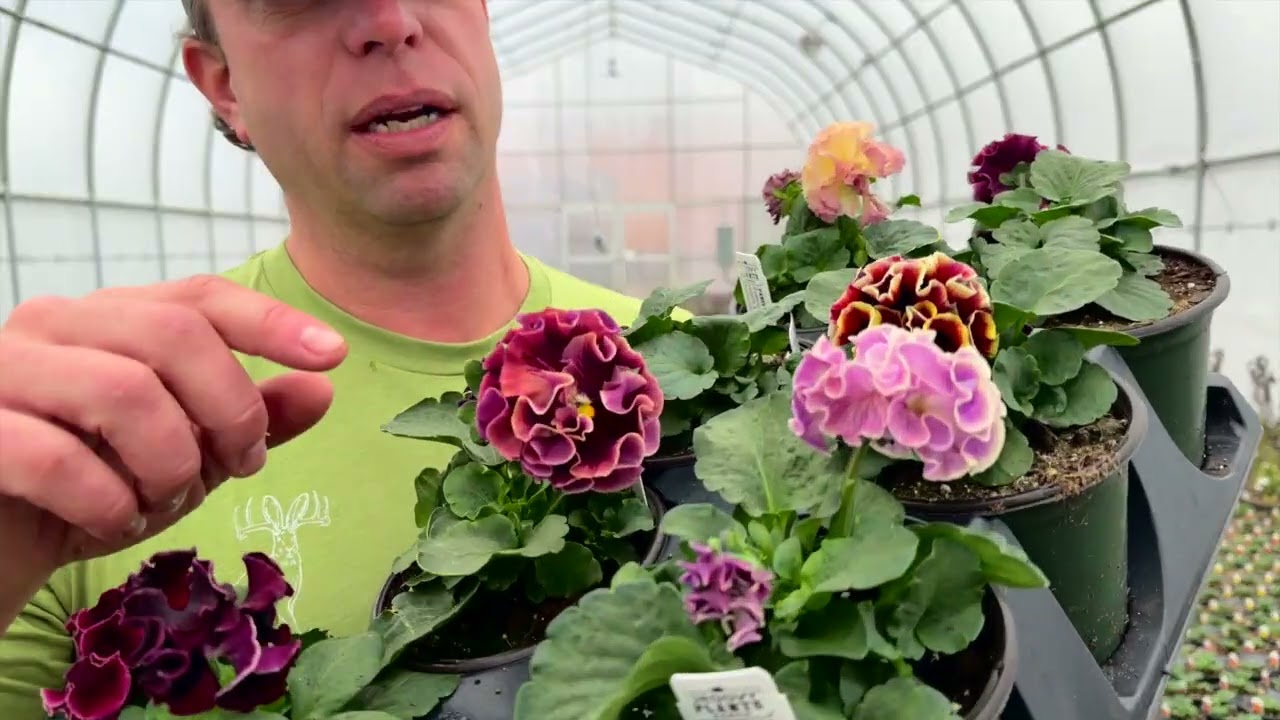 NEW Sato Pansies from Japan!