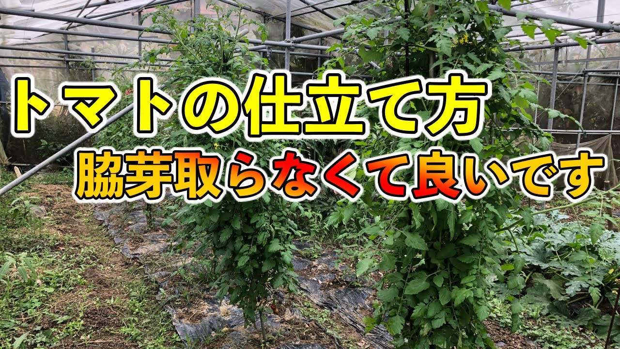 【トマト無農薬栽培】脇芽を取らず，縛るだけ！画期的な栽培方法１【超簡単！！】