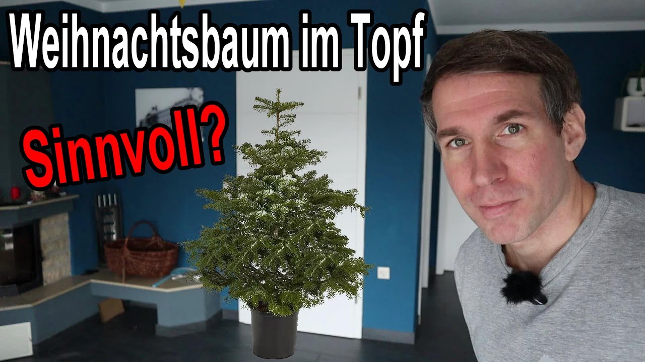 Weihnachtsbaum im Topf - Sinnvoll oder nicht?