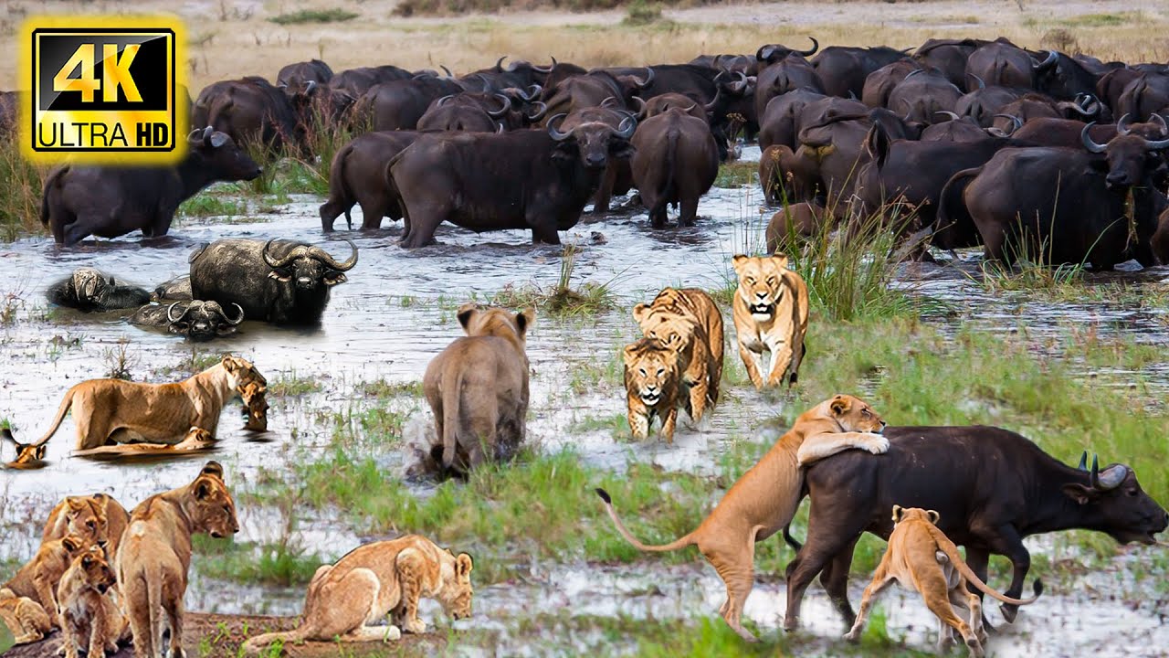 4K African Wildlife: Banhine National Park - Stunning Journey Through Africa's Untamed Wildlife