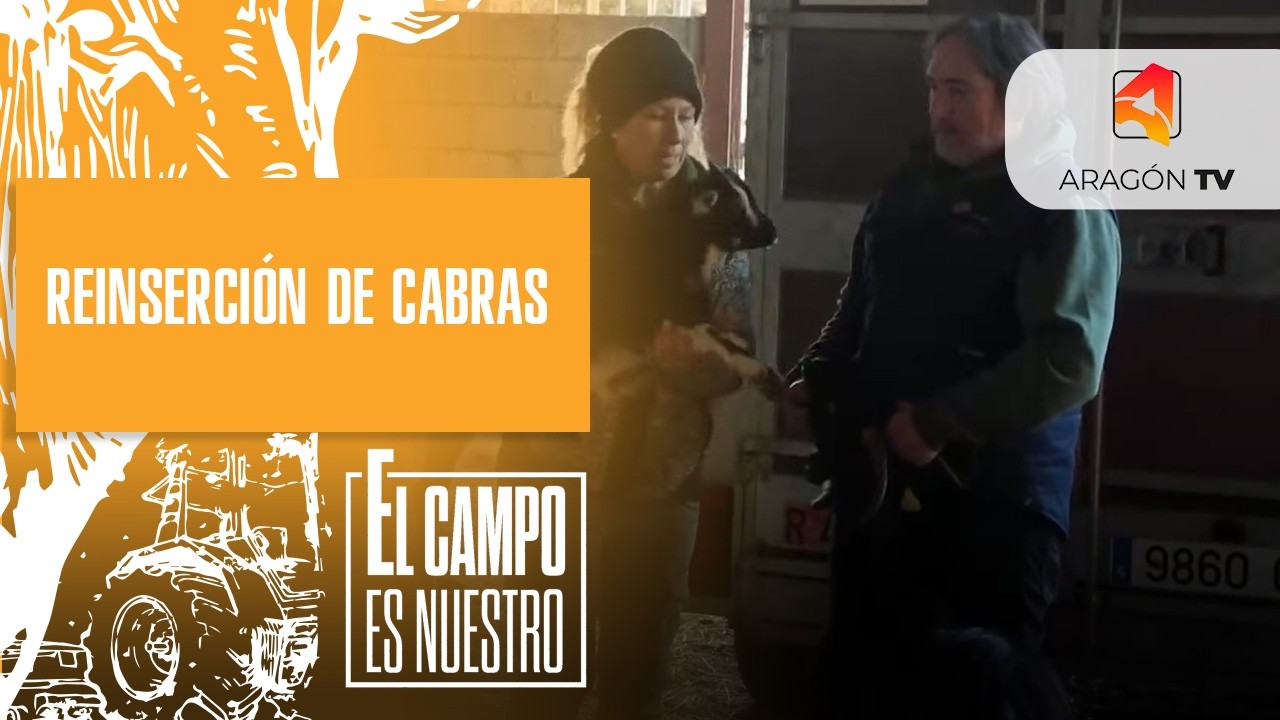 Reinserción de cabras