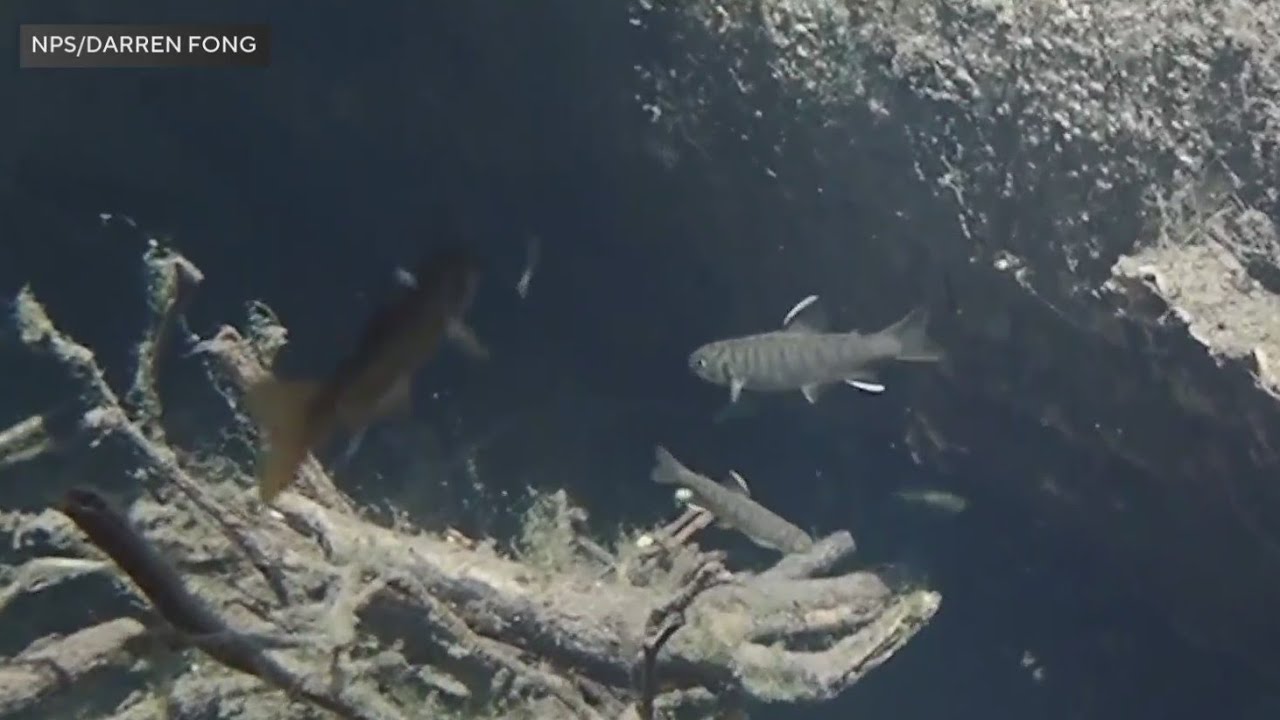 Waterline proposal for Muir Beach residents would help coho salmon population