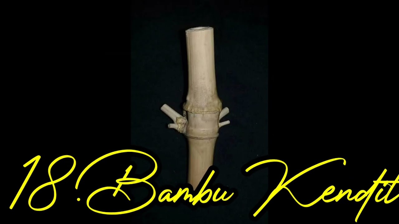 Bambu Unik Dan Langka Yang Paling Di cari