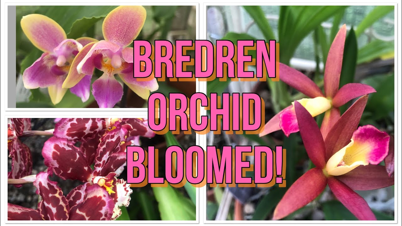 Bredren Orchid Has Bloomed! Along With Some Others.