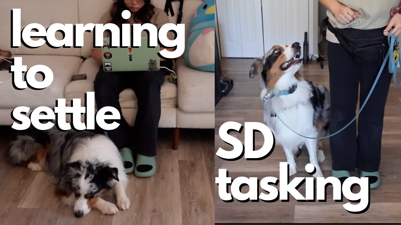 Service Dog Tasking: Learning To Settle, Loose Leash Walking, Anxiety Alert | Astrofromtheblue