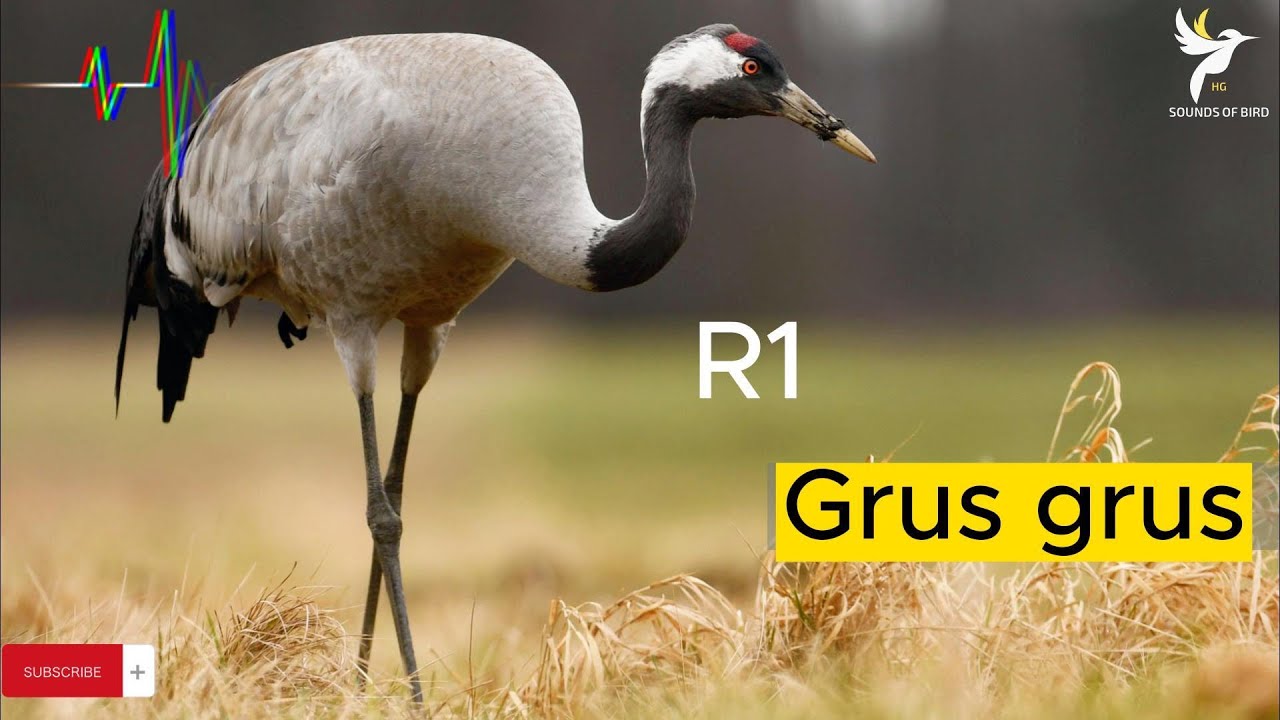 صوت كرك , صوت طائر الرهو , صوت مميز نقي , حصري 2023 , Grus grus  , sound Demoiselle Crane