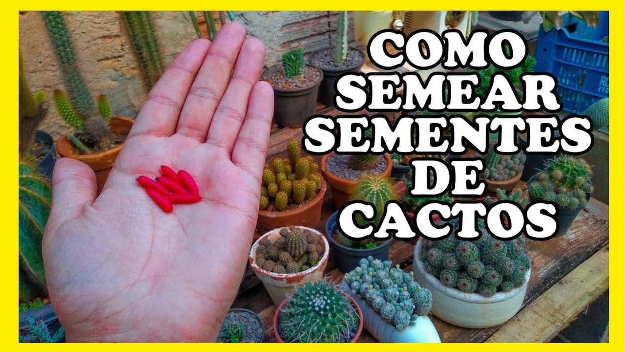 como semear sementes de cactos
