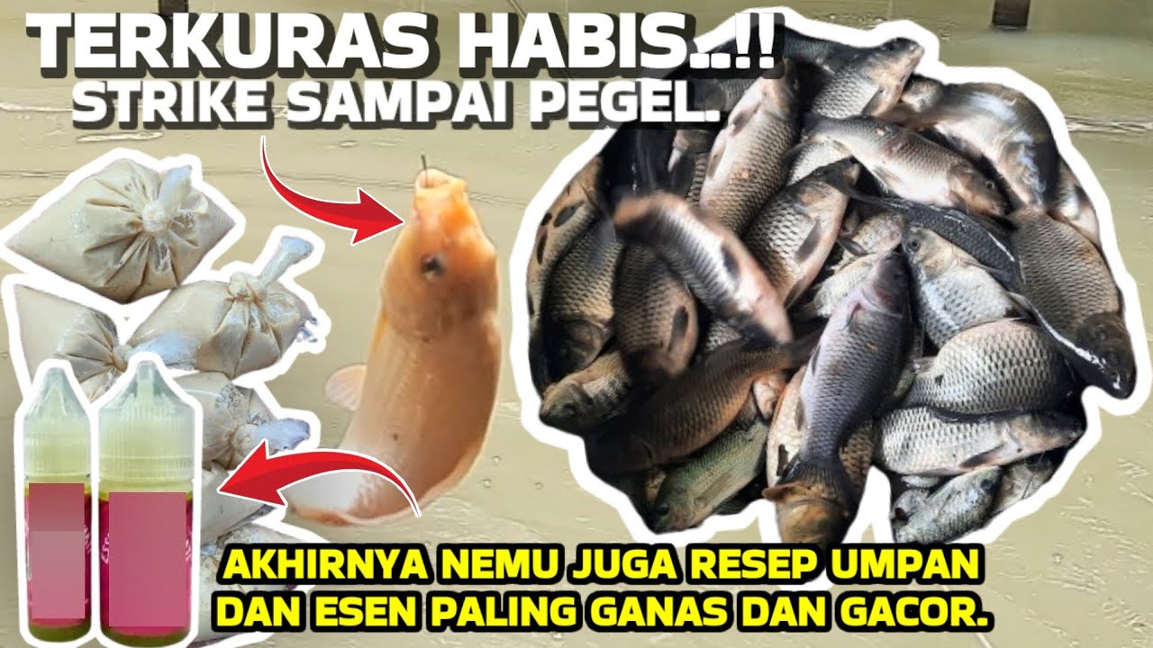 Resep umpan ikan mas gacor dan essen andalan, cocok untuk lomba / harian. Ikan rame / indukan.