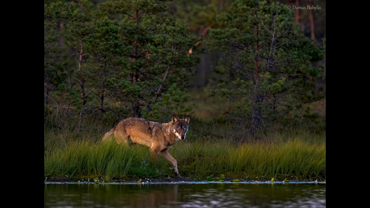 Pilkasis vilkas (Canis lupus)