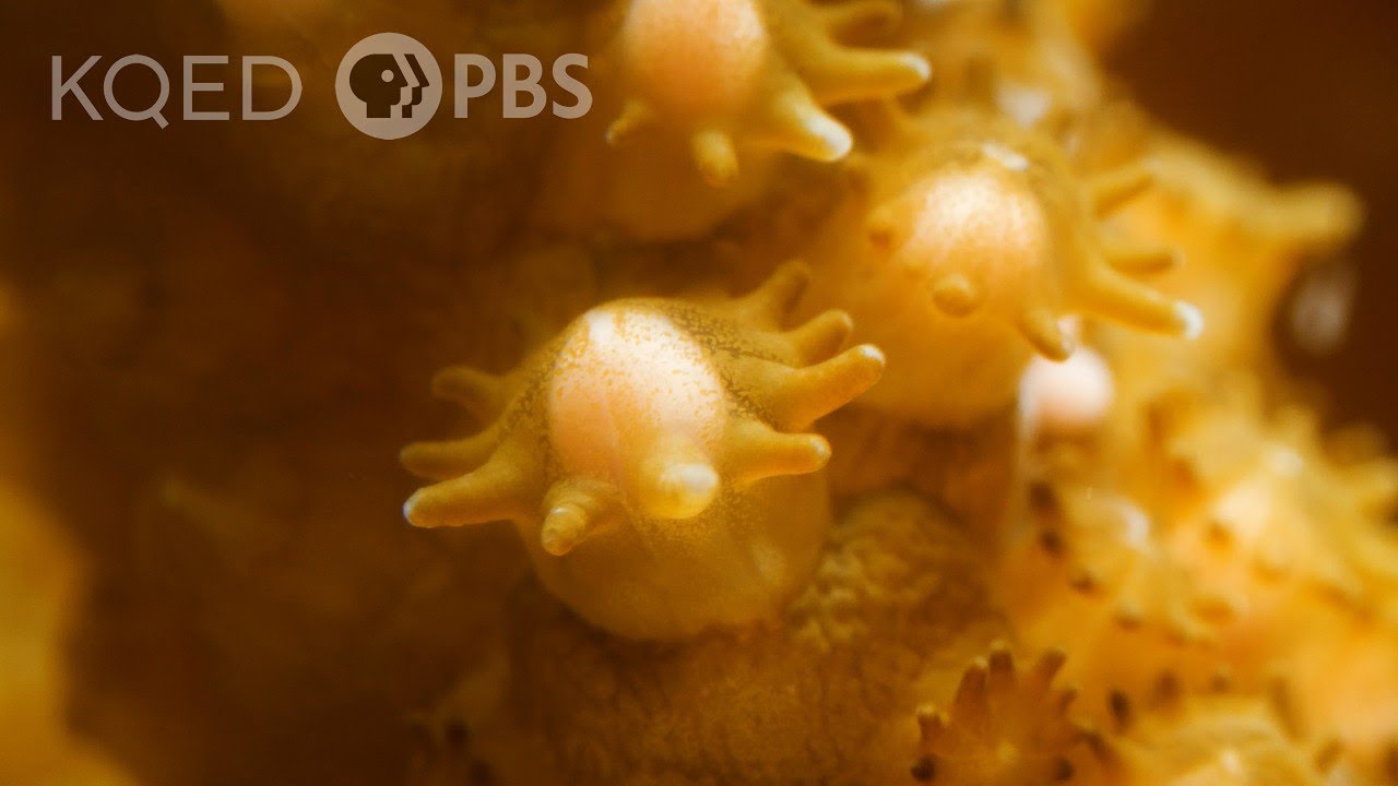 A Coral Is Born | Deep Look