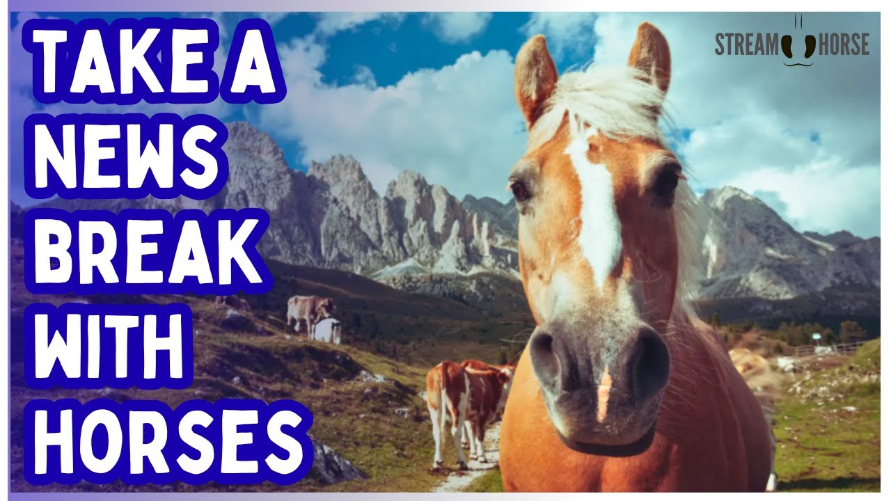 Are You Overloaded by News & Politics? 🐎😌 Take 10 Minutes with Horses for Instant Calming Energy