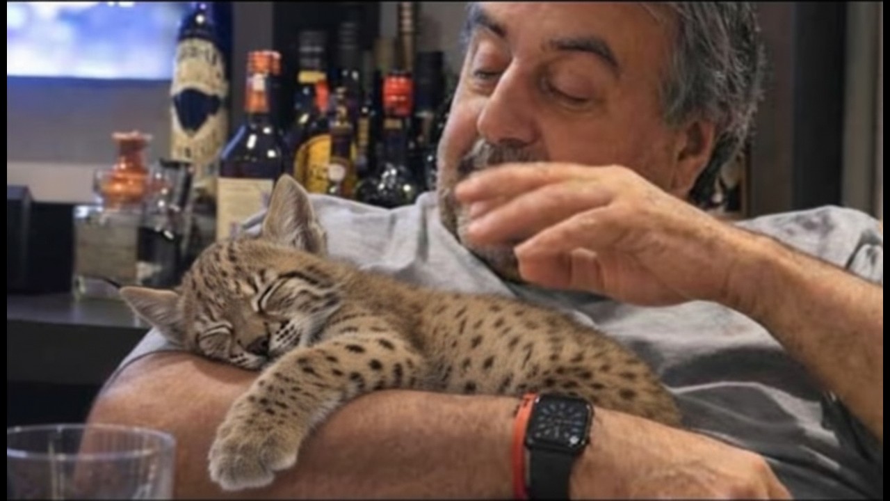 A Family Left Their Rescue Bobcat Cub For One Week — Now She Never Left After That