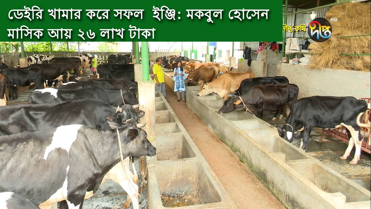 Deepto Krishi/ : মকবুল হোসেন ডেইরি খামার থেকে মাসিক আয় ২৬ লাখ | ঢাকা | deepto tv | পর্ব-৮৪৭
