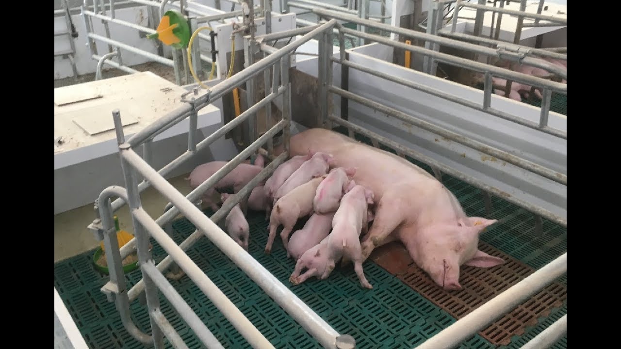 Die Kombi-Fix Bewegungsbucht von En-Sta Stalltechnik - Regio Agrar Bayern