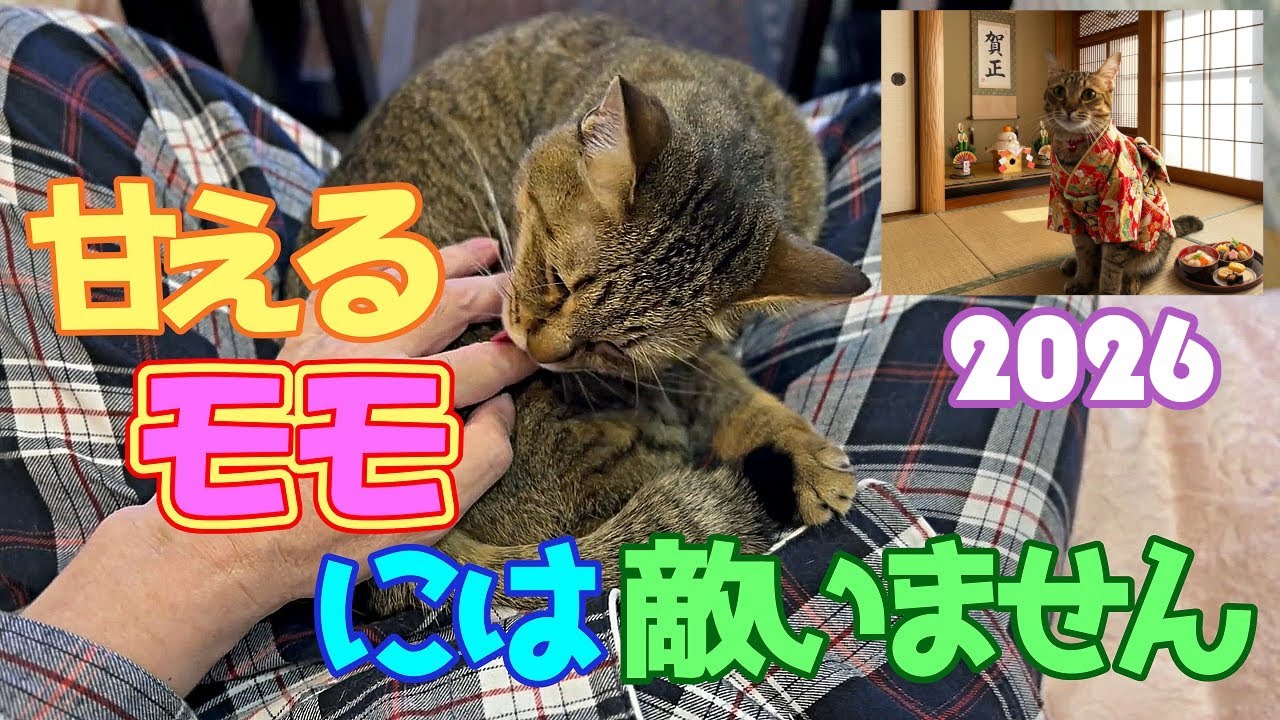 甘えてくるモモには敵いません(=^・^=)