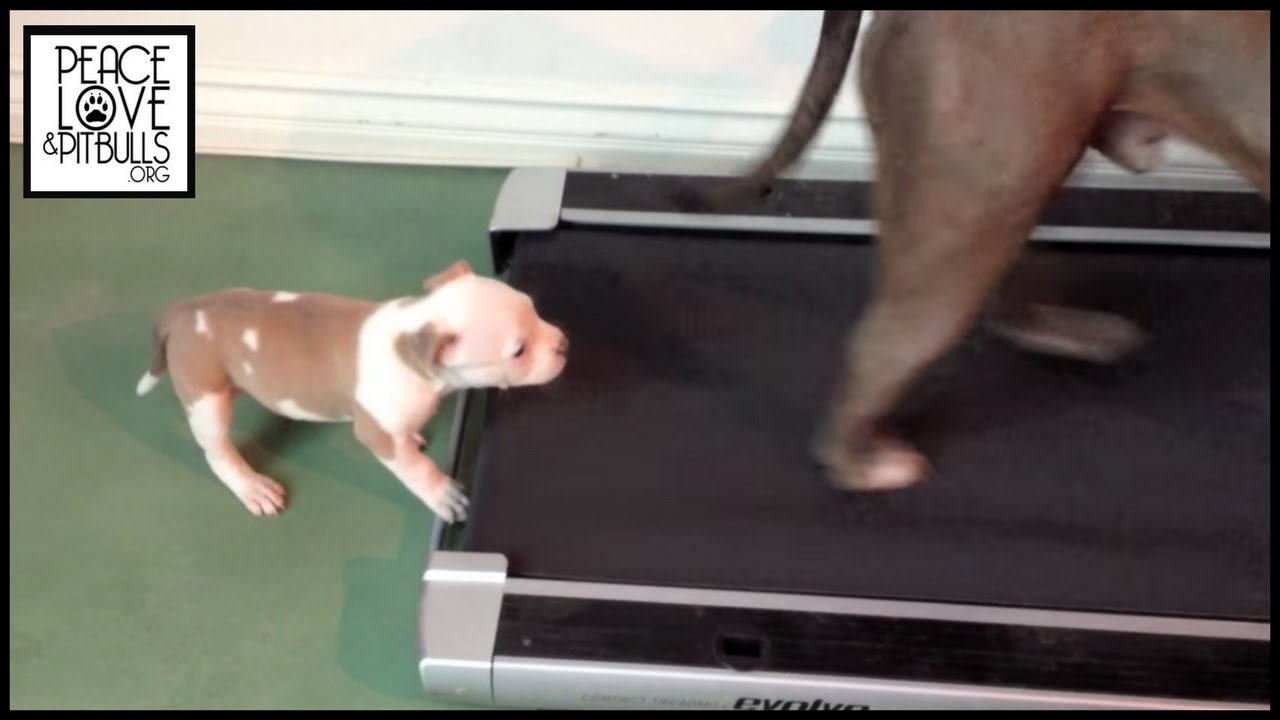 BANDIT the Pit Bull Puppy VS the Treadmill