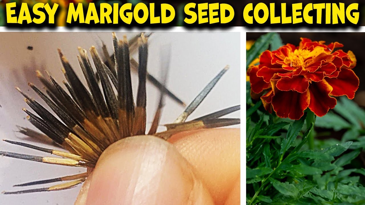 Marigold Seed Collecting. All You Need To Know in 3 Minutes.