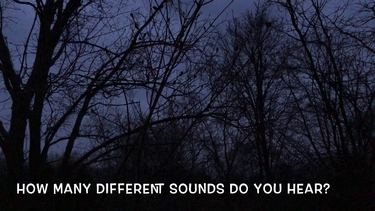 How many different sounds do you hear?