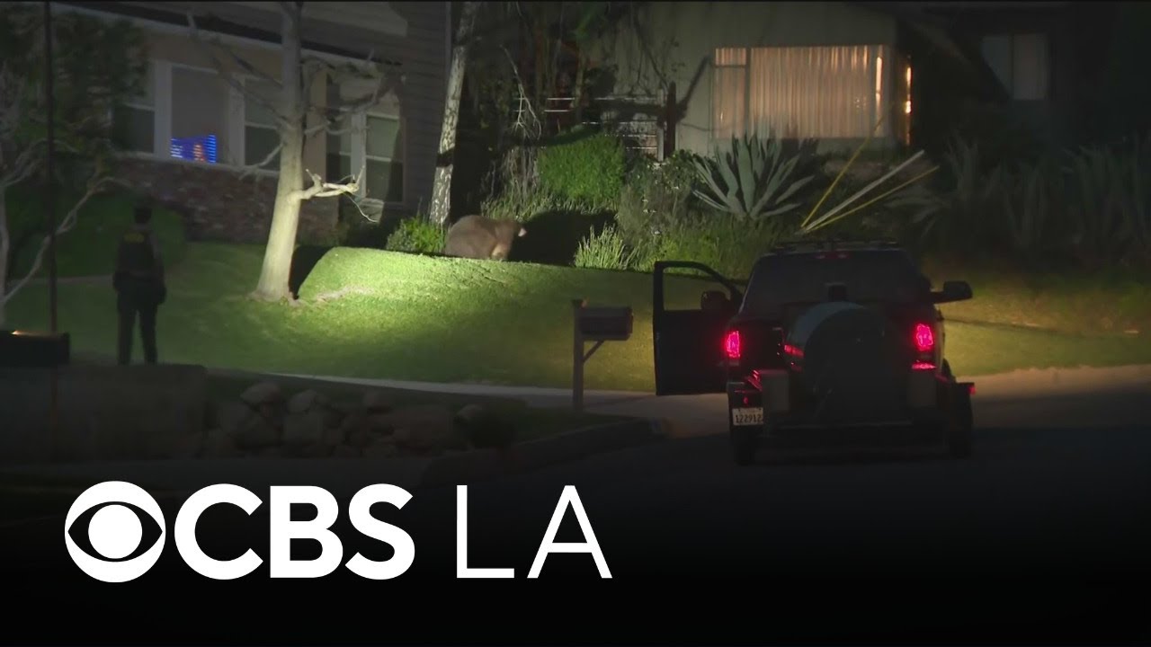 Bear encounter leaves woman with minor injuries in Monrovia