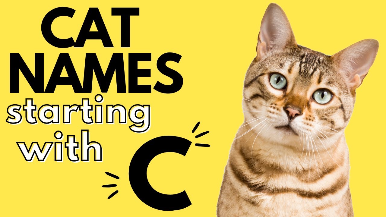 180+ Cat Names Starting With 