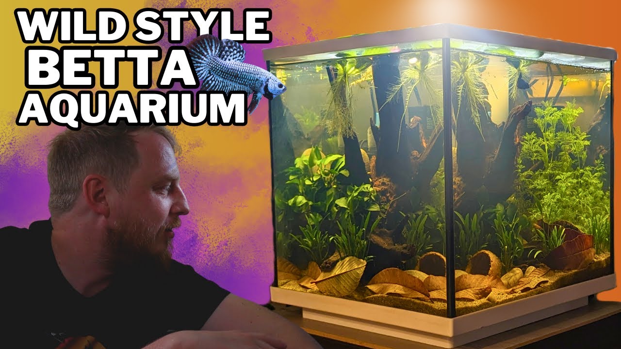Setting up an EASY natural Betta aquarium! (low tech, botanical aquascape tutorial)