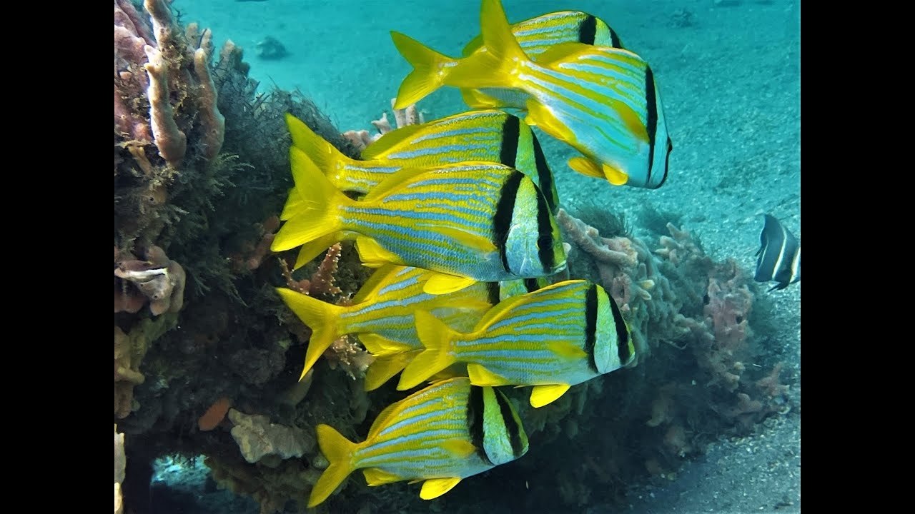 Schooling Porkfish at Lauderdale By The Sea