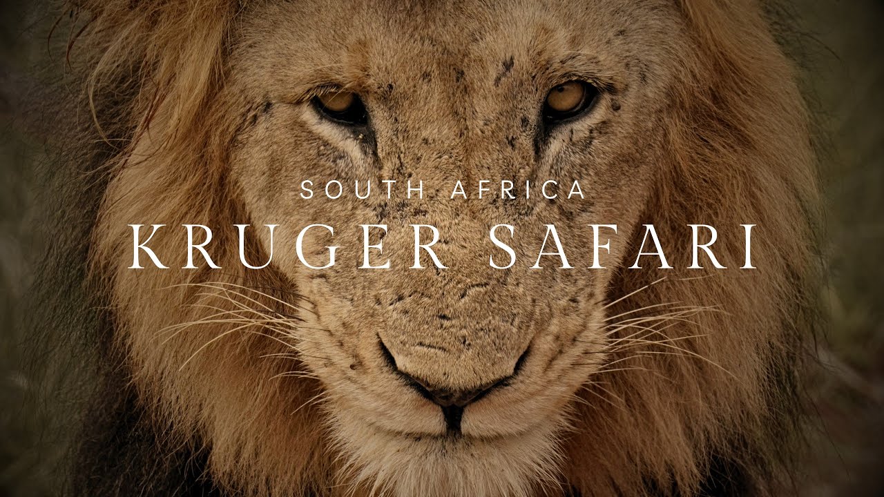Safari au parc National Kruger - Voyage en Afrique du Sud - #krugernationalpark