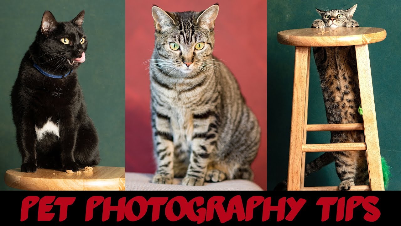 Pet Photography 101