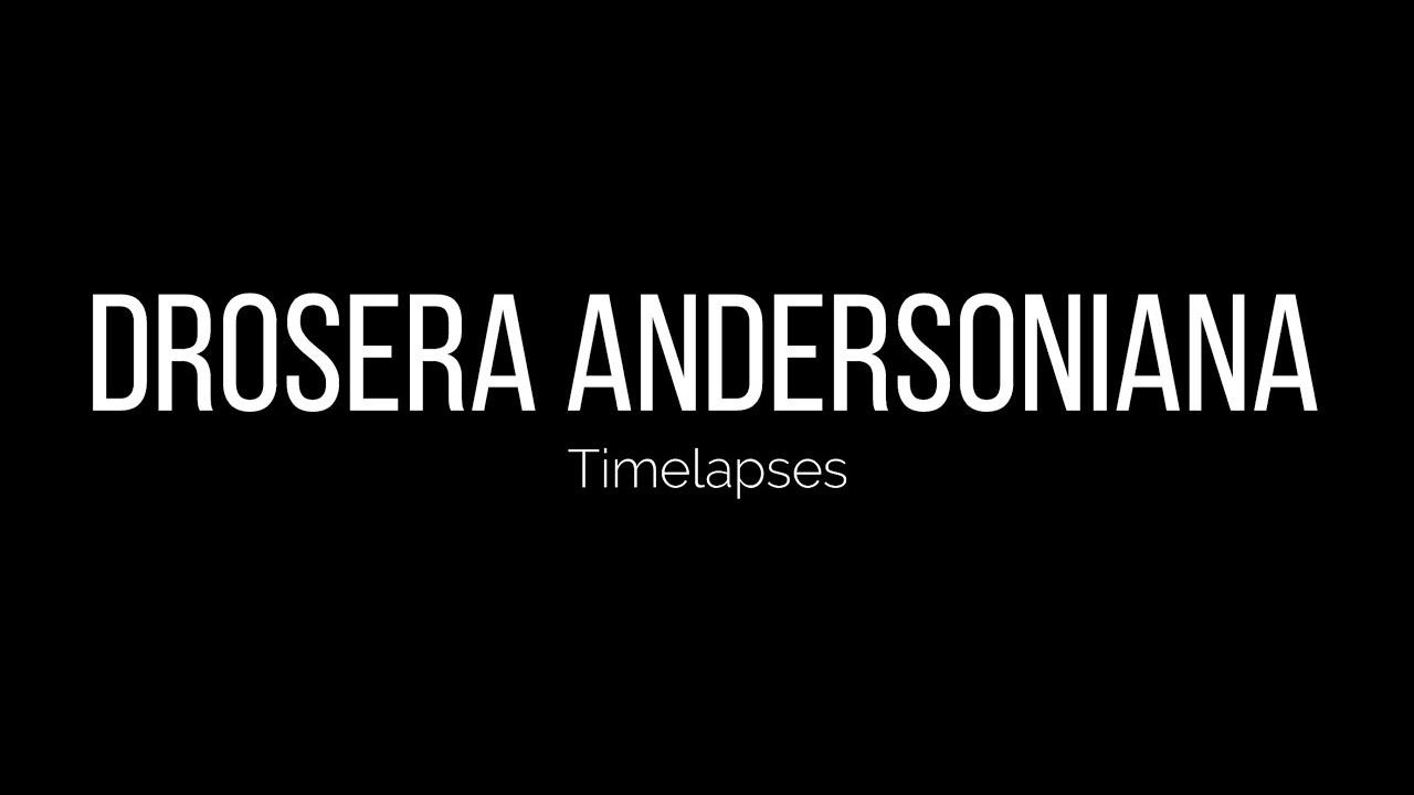 Tuberous sundew Drosera andersoniana Timelapses/ Knollendrosera Zeitraffer