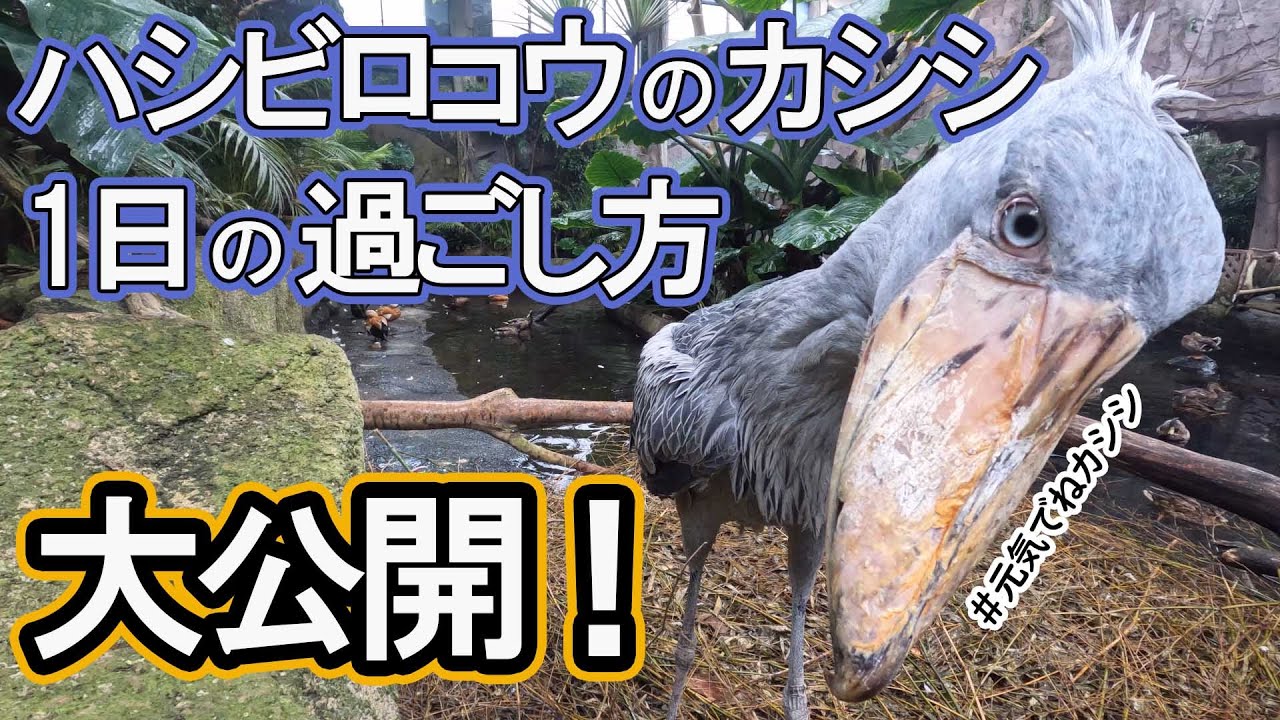 【貴重なごはんシーンあり】ハシビロコウ”カシシ”のとある１日 #元気でねカシシ