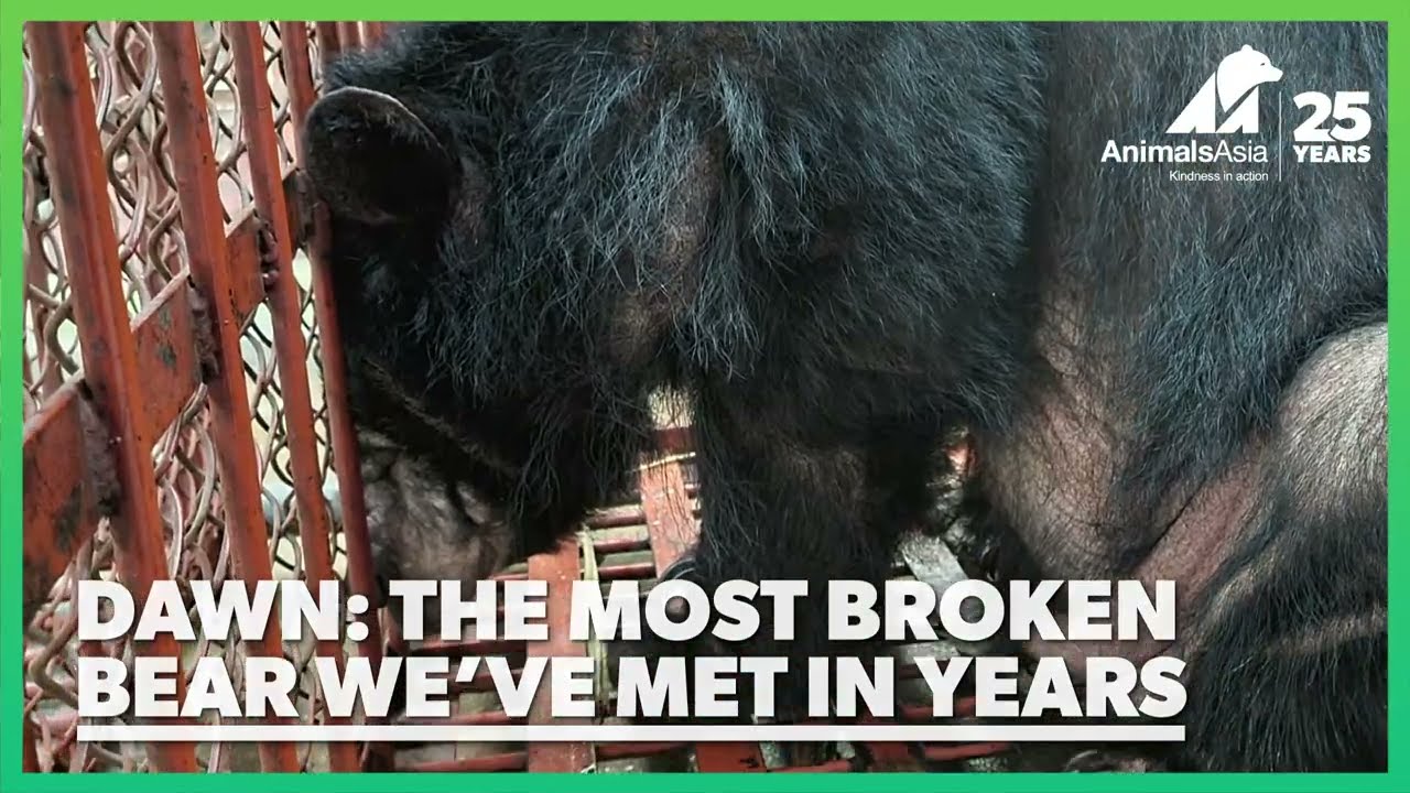 The story of a broken bear... and how we will mend her heart