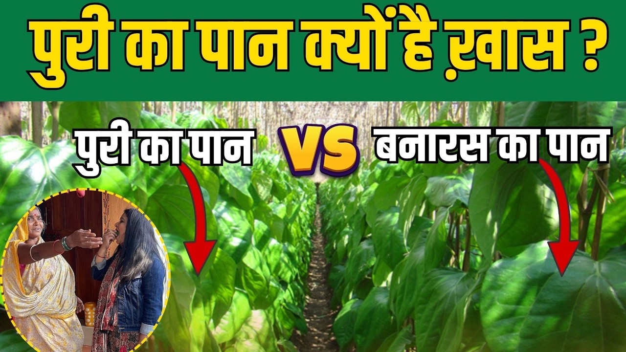 पुरी का पान क्यों है ख़ास ? पुरी VS बनारस !I Anju Singh I