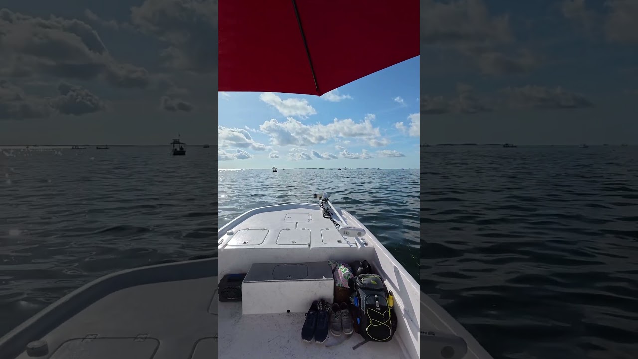 Crystal River 2025 scallop season!!