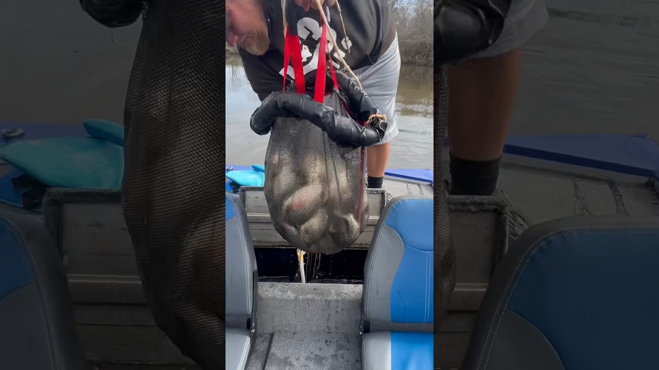 How Many Creek Crappie In The Thump Net?