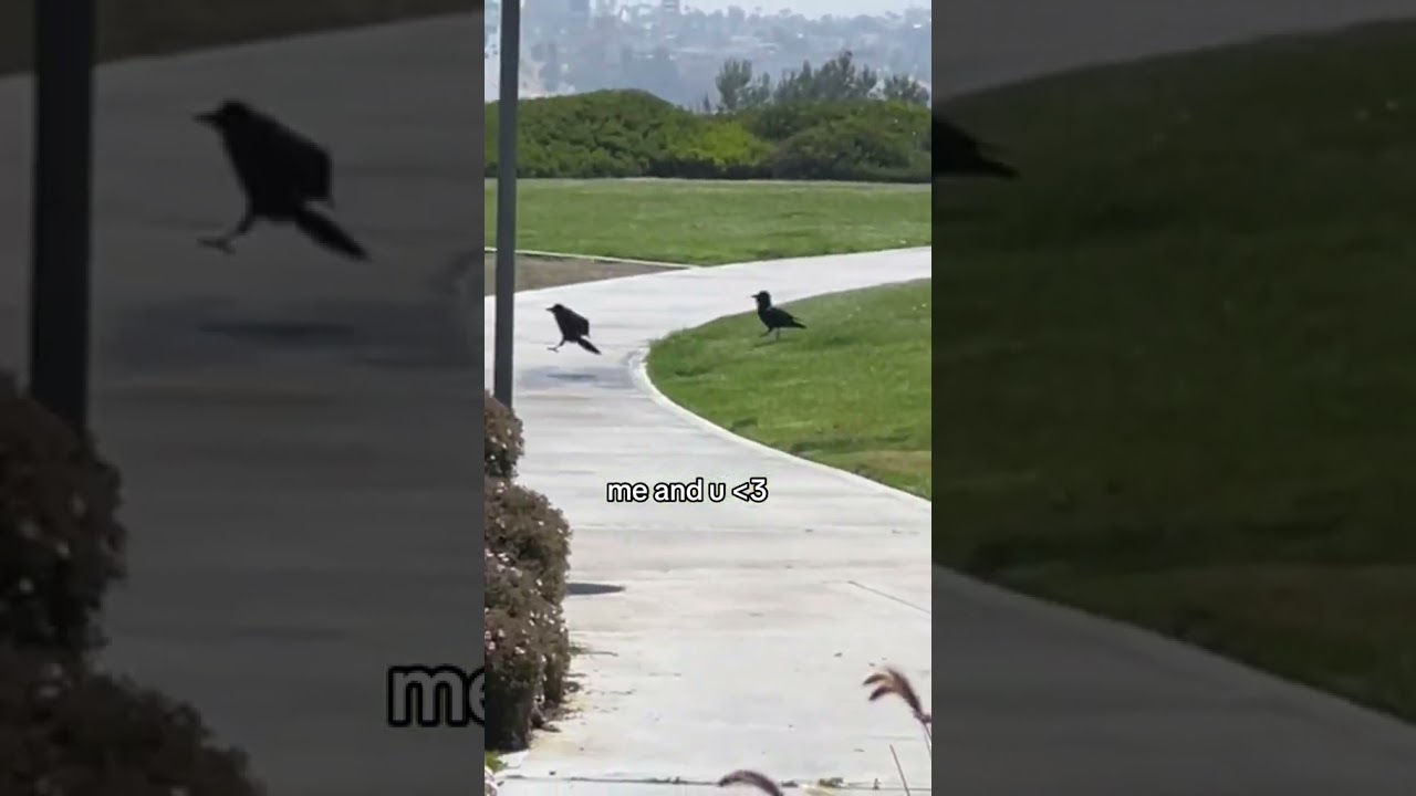 Playful Crows Jumping Around | Funny Crow Antics
