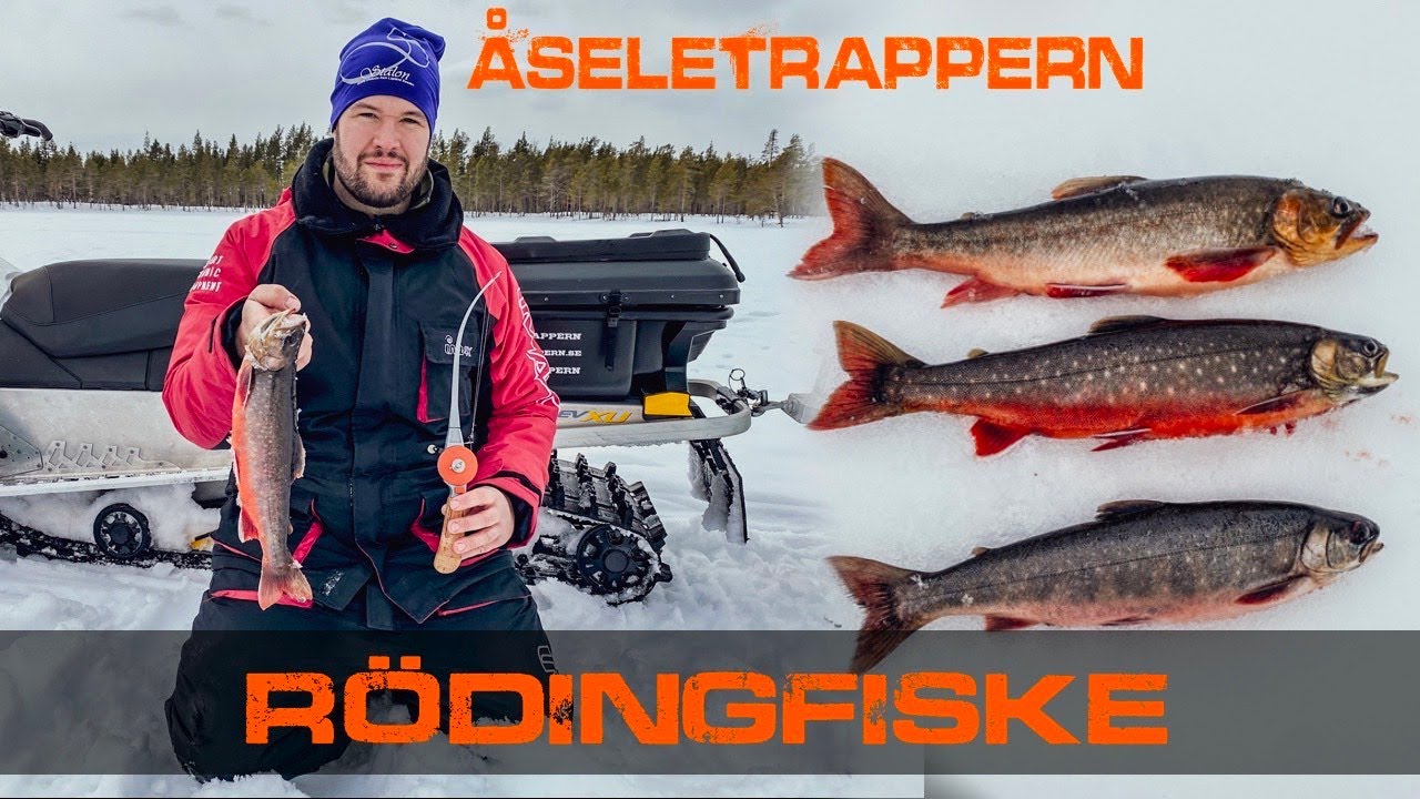 Åseletrappern - Rödingfiske i Tjärn ( Flera Rödingar dras upp)