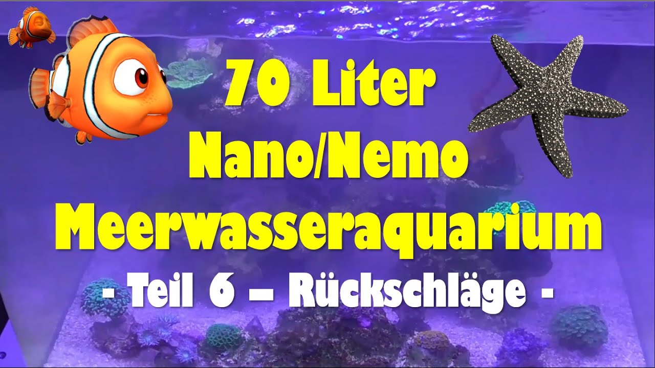 Meerwasseraquarium Nano Nemo 70 Liter - Teil 6 - Rückschläge -