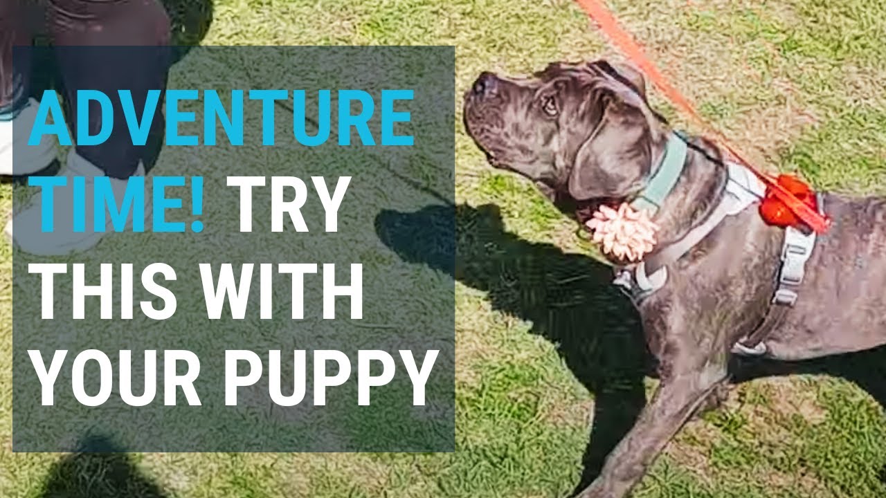 How to exercise your puppy, improve their focus, and build your bond at the same time