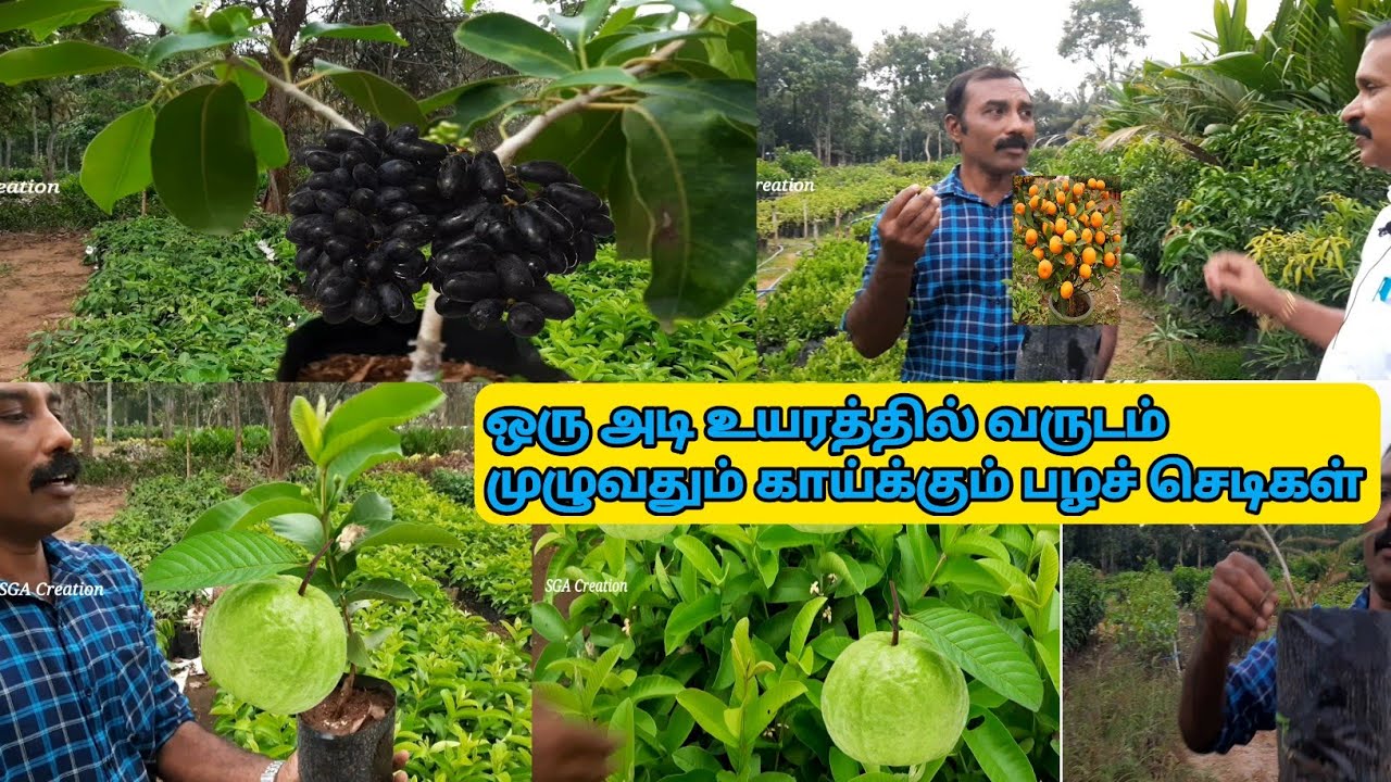 ஒரு அடி உயரத்தில்  காய்க்கும் பழ செடிகள்  nursery/fruits|